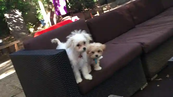 戸越八幡神社の動物