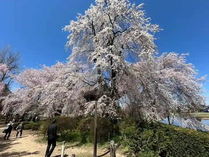 安養寺の{uncategorized: "未分類", other: "その他", undefined: "問題あり", building: "その他建物", grave: "お墓", sacred_gate: "鳥居", guardian: "狛犬", statue: "像", buddha: "仏像", history: "歴史", nature: "自然", garden: "庭園", animal: "動物", pagoda: "塔", temizu: "手水舎", mountain_gate: "山門・神門", sanctuary: "本殿・本堂", subordinate: "末社・摂社", art: "芸術", scenery: "景色", jizo: "地蔵", ema: "絵馬", goshuin: "御朱印", omikuji: "おみくじ", items: "授与品その他", amulet: "お守り", goshuincho: "御朱印帳", eats: "食事", festival: "お祭り", votive_dance: "神楽", shichigosan: "七五三参", wedding: "結婚式", experience: "体験その他", initially: "初詣", around: "周辺", anti_infection: "感染症対策"}