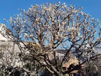 大蓮寺(群馬県)