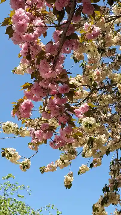 圓光寺(京都府)