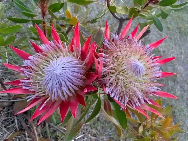 初木神社(静岡県)