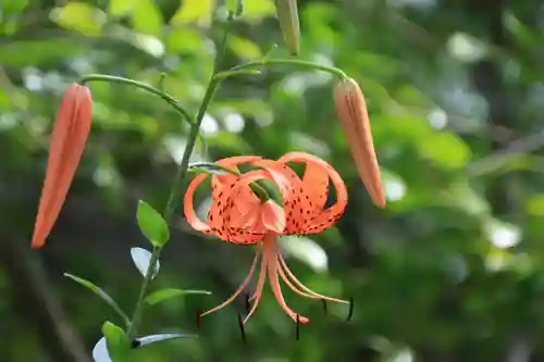 開成山大神宮の庭園