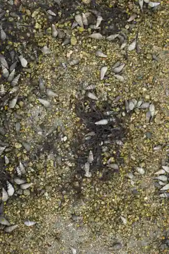 厳島神社の自然