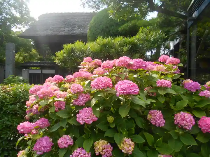 極楽寺(霊鷲山感應院極楽律寺)の自然