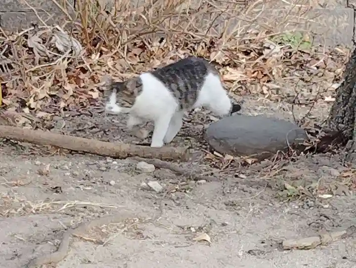 前橋八幡宮(群馬県)