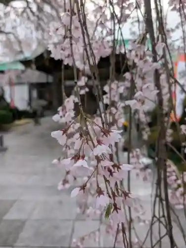 身照寺の{uncategorized: "未分類", other: "その他", undefined: "問題あり", building: "その他建物", grave: "お墓", sacred_gate: "鳥居", guardian: "狛犬", statue: "像", buddha: "仏像", history: "歴史", nature: "自然", garden: "庭園", animal: "動物", pagoda: "塔", temizu: "手水舎", mountain_gate: "山門・神門", sanctuary: "本殿・本堂", subordinate: "末社・摂社", art: "芸術", scenery: "景色", jizo: "地蔵", ema: "絵馬", goshuin: "御朱印", omikuji: "おみくじ", items: "授与品その他", amulet: "お守り", goshuincho: "御朱印帳", eats: "食事", festival: "お祭り", votive_dance: "神楽", shichigosan: "七五三参", wedding: "結婚式", experience: "体験その他", initially: "初詣", around: "周辺", anti_infection: "感染症対策"}