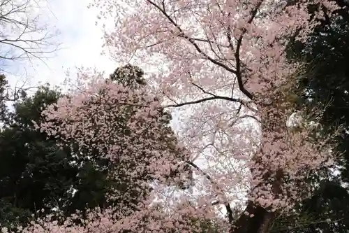 菅布禰神社の自然