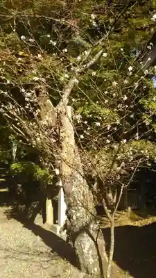五所駒瀧神社の周辺