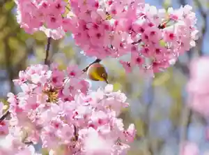 三津厳島神社(愛媛県)(2026年04月05日(日) 14時29分12秒投稿)