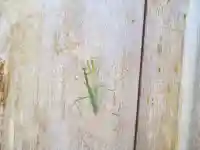 屋久島大社の動物