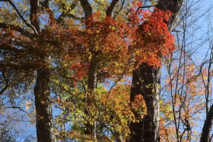 隠津島神社の自然