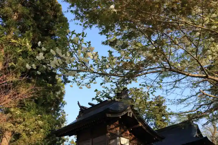 諏訪神社の本殿・本堂