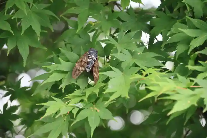 三春大神宮の動物