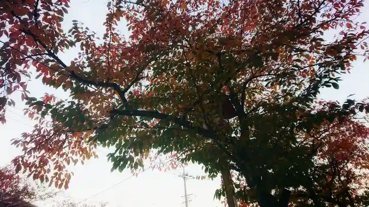 尾張大國霊神社(国府宮)の自然