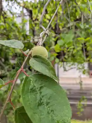 妙法寺(東京都)