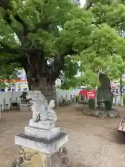 金岡神社の狛犬