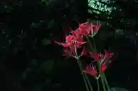 国宝 大法寺の自然