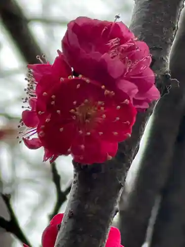 芝東照宮の自然