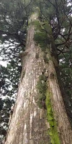 山住神社の自然