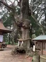 中村八幡宮の自然