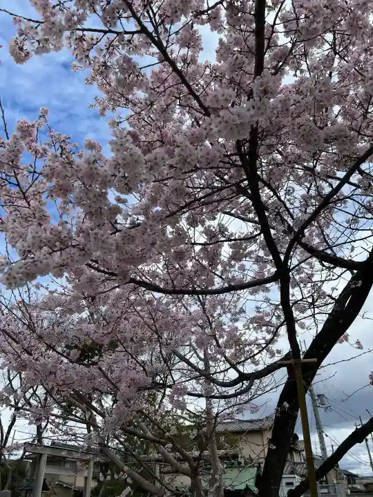 車折神社の{uncategorized: "未分類", other: "その他", undefined: "問題あり", building: "その他建物", grave: "お墓", sacred_gate: "鳥居", guardian: "狛犬", statue: "像", buddha: "仏像", history: "歴史", nature: "自然", garden: "庭園", animal: "動物", pagoda: "塔", temizu: "手水舎", mountain_gate: "山門・神門", sanctuary: "本殿・本堂", subordinate: "末社・摂社", art: "芸術", scenery: "景色", jizo: "地蔵", ema: "絵馬", goshuin: "御朱印", omikuji: "おみくじ", items: "授与品その他", amulet: "お守り", goshuincho: "御朱印帳", eats: "食事", festival: "お祭り", votive_dance: "神楽", shichigosan: "七五三参", wedding: "結婚式", experience: "体験その他", initially: "初詣", around: "周辺", anti_infection: "感染症対策"}
