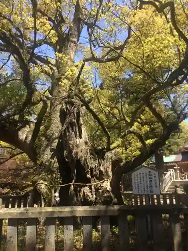 大山祇神社の自然