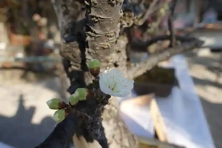 菅原天満宮(菅原神社)の自然