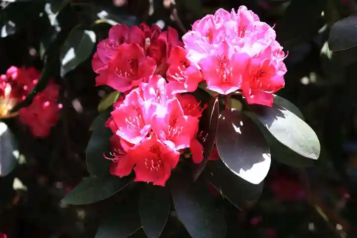 阿邪訶根神社の庭園