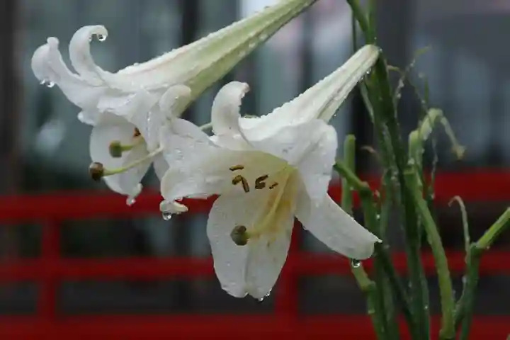 大鏑神社の自然