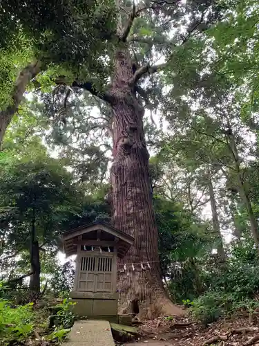 日吉神社の自然