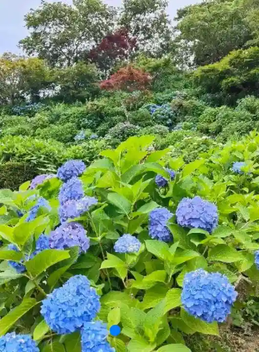 本勝寺(静岡県)