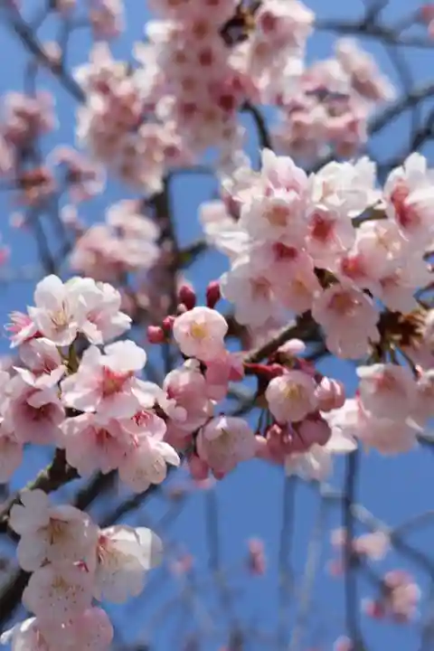 鶴岡八幡宮の自然