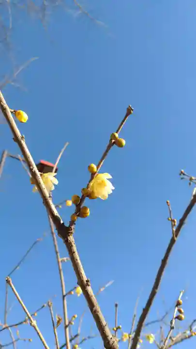 浅草神社の自然