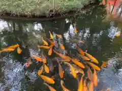 平林寺の動物