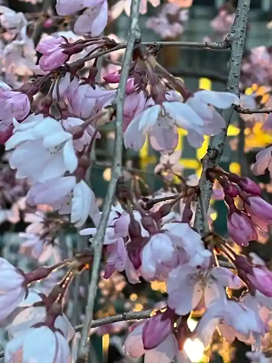 大國魂神社の自然