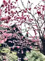桜神宮(東京都)