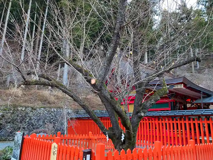 金櫻神社の自然