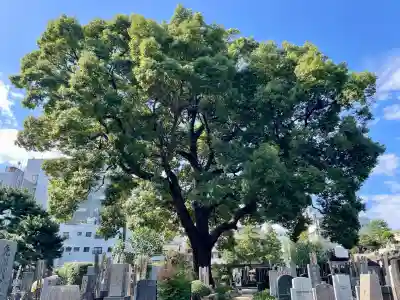 祥雲寺(東京都)