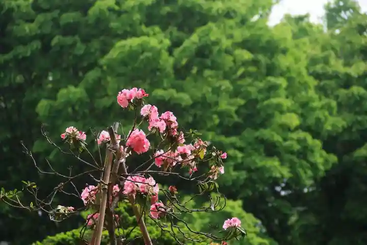 阿久津「田村神社」(郡山市阿久津町)旧社名:伊豆箱根三嶋三社の庭園