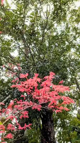 大宮・大原神社の自然