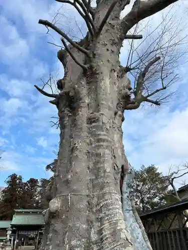 若宮八幡宮(茨城県)