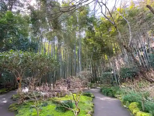 報国寺の庭園