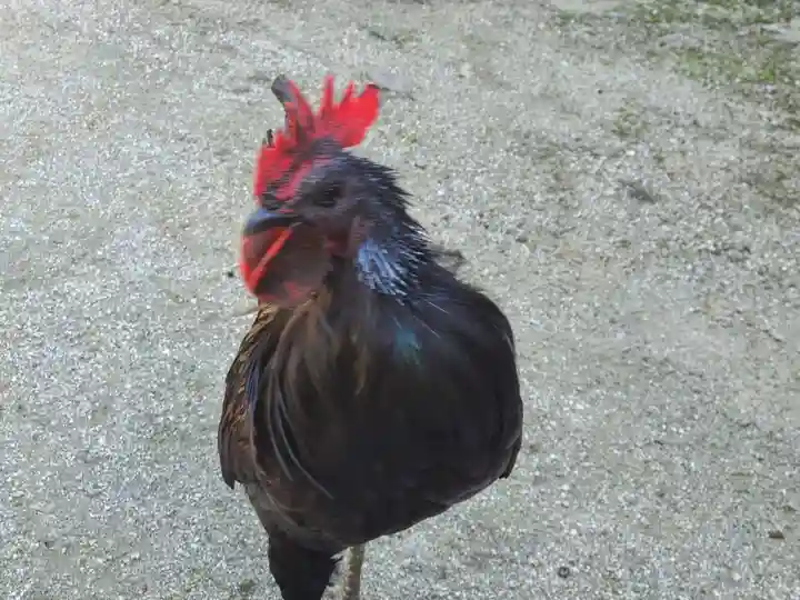 玉祖神社(山口県)