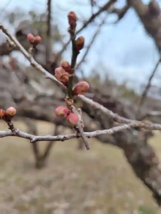 大覚寺(京都府)