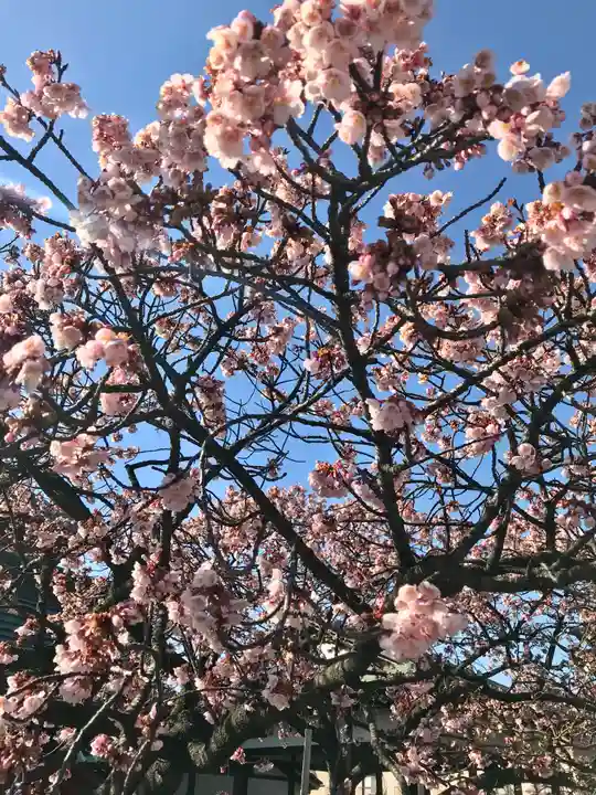 西新井大師総持寺(東京都)