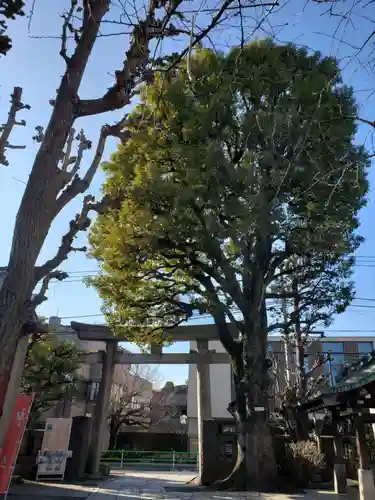 麻布氷川神社の自然