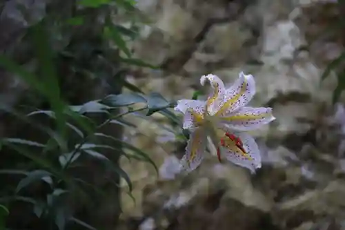 鹿島大神宮の自然