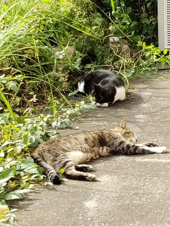 白金氷川神社の動物