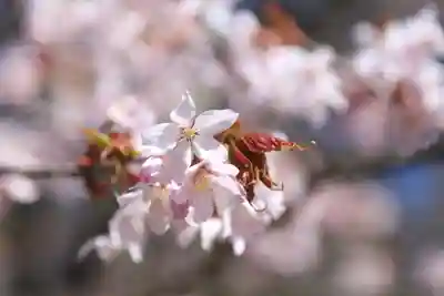 有珠善光寺の自然