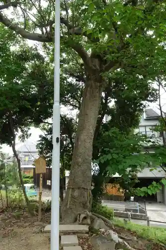 甲鉾神社の自然